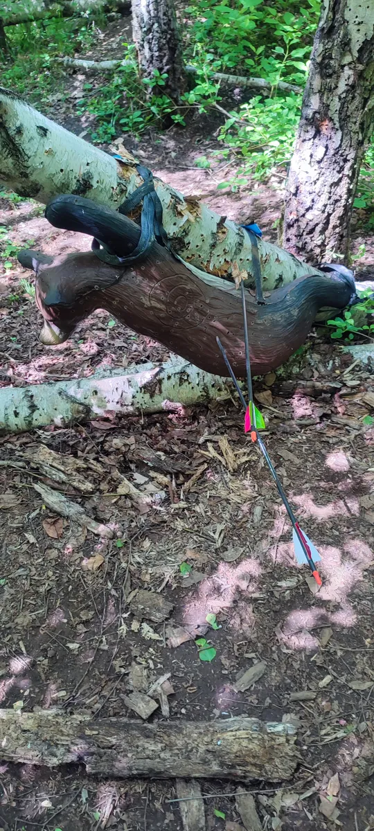 Foam deer target with arrows in wooded area.