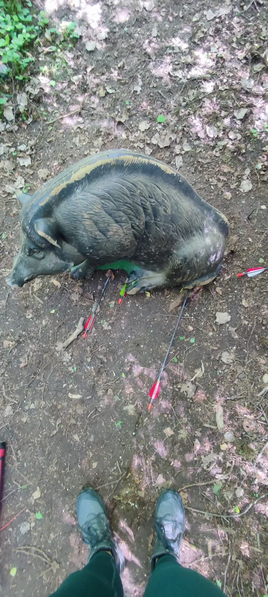 Archery target of boar with arrows in forest.