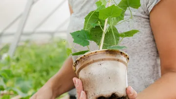 Person holding potted plant in greenhouse.
