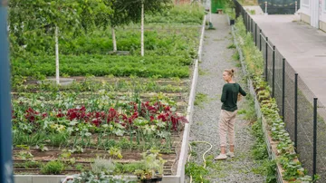 Person pflegt einen üppigen Gemüsegarten.