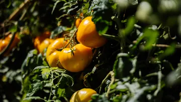 Gelbe Tomaten wachsen an üppigen grünen Ranken.