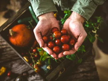 Hands hold freshly harvested cherry tomatoes in nature.
