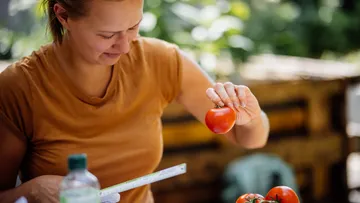 Frau inspiziert Tomate in einem Gartensetting.