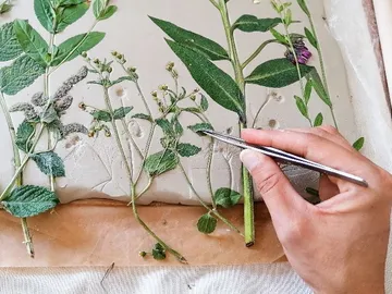 One hand places plant leaves in moist clay.
