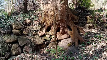 Baumwurzel wächst über Steinmauer.