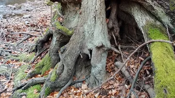 Baumwurzeln mit Moos neben einem Bach.