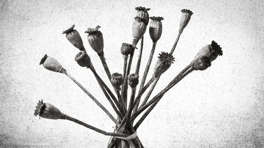 Bundle of dried poppy pods against textured background.