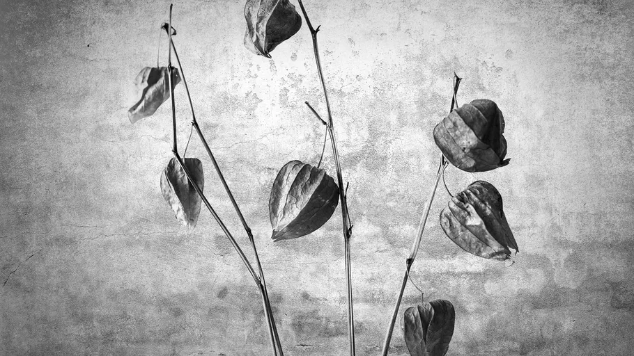 Dried plant with seed pods against textured wall.