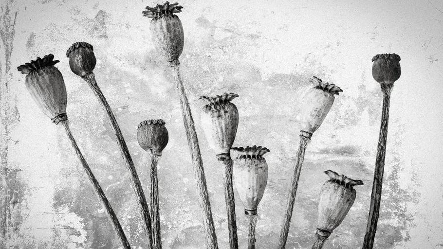 Dried poppy pods against textured background.