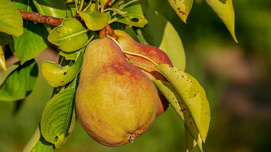 Pear hanging on tree branch with leaves.