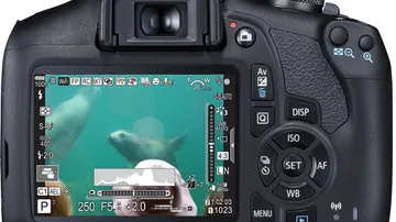 Camera display shows underwater photo of seals.