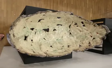 Große Austernschale auf schwarzem Sockel im Museum.
