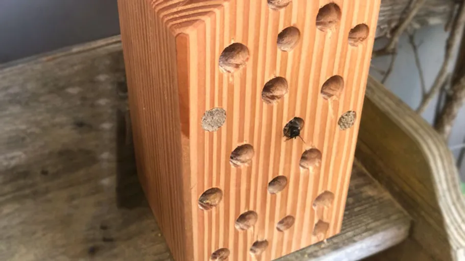 Holz-Bienenhaus mit Löchern, Außenbank.