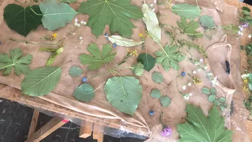 Verschiedene Blätter und Blumen auf Stoff angeordnet.