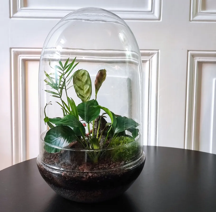 Glas-Terrarium mit Pflanzen auf Tisch.