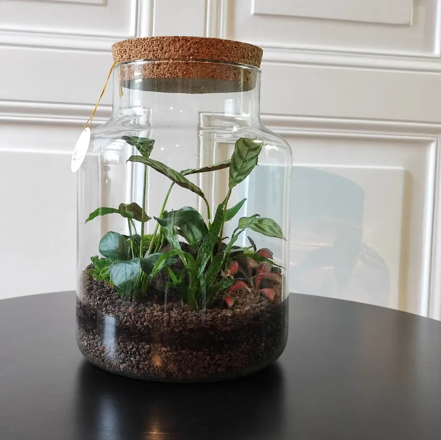 Terrarium mit Pflanzen in Glasgefäß, drinnen.