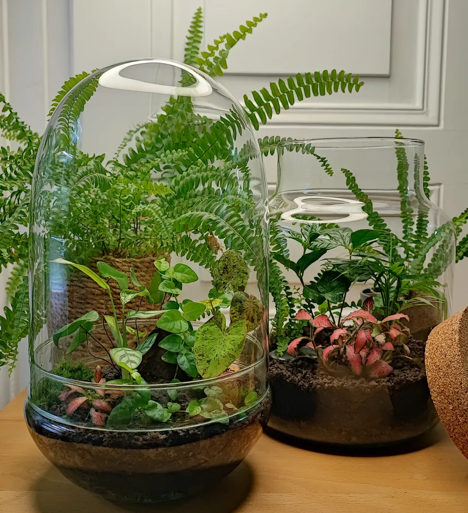 Two glass terrariums with green plants indoors.