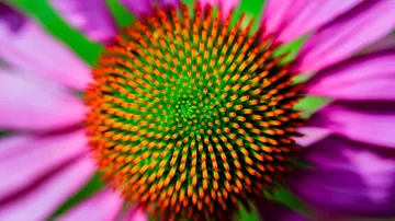 Nahaufnahme von rosa Blütenmitte mit grünen Spitzen.