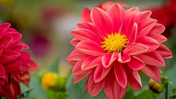 Rote Dahlienblume blüht im Garten.