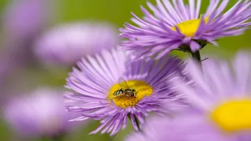 Biene auf lila Gänseblümchen im Garten.