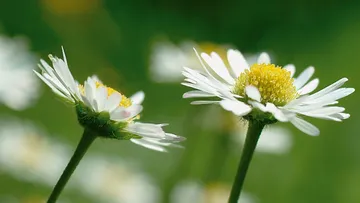 Zwei Gänseblümchen mit weißen Blüten im Sonnenlicht.