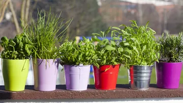 Herbs growing in colorful pots outdoors.