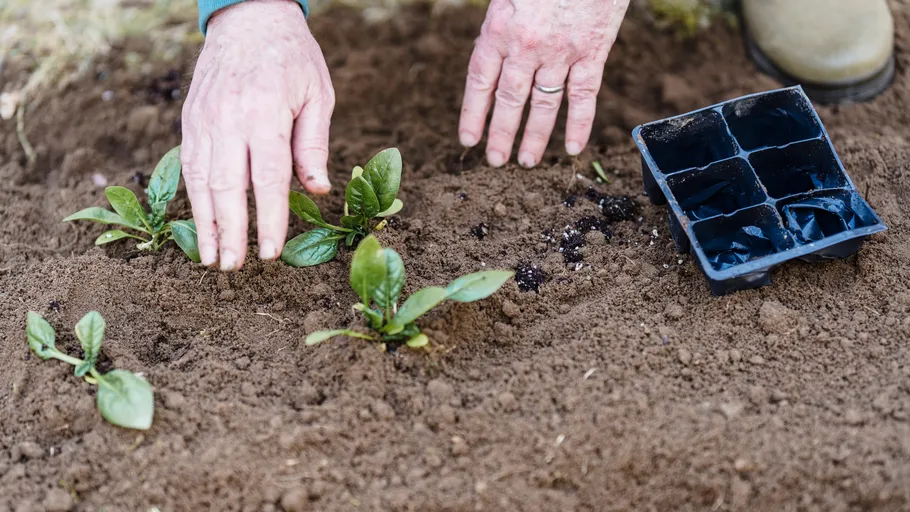 Hands planting young plants in soil.
