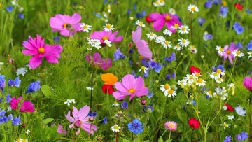 Bunte Wildblumen blühen auf einem Feld.