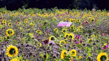 Sunflowers blooming in a green field.
