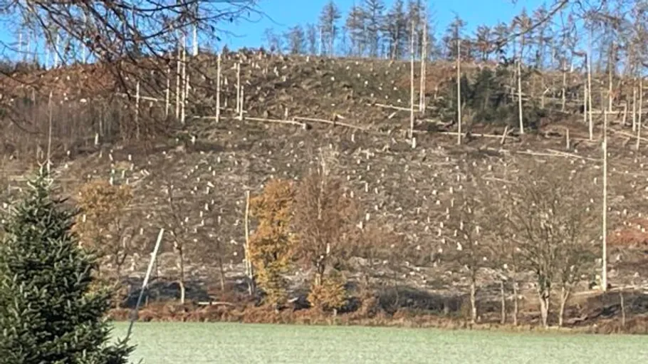 Cleared forest area with new tree plantings.