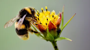 Biene sammelt Nektar von gelber Blume.