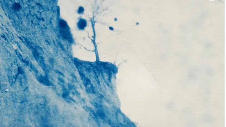 Tree on cliff with blue tint.