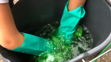 Hands with gloves in green water bucket.