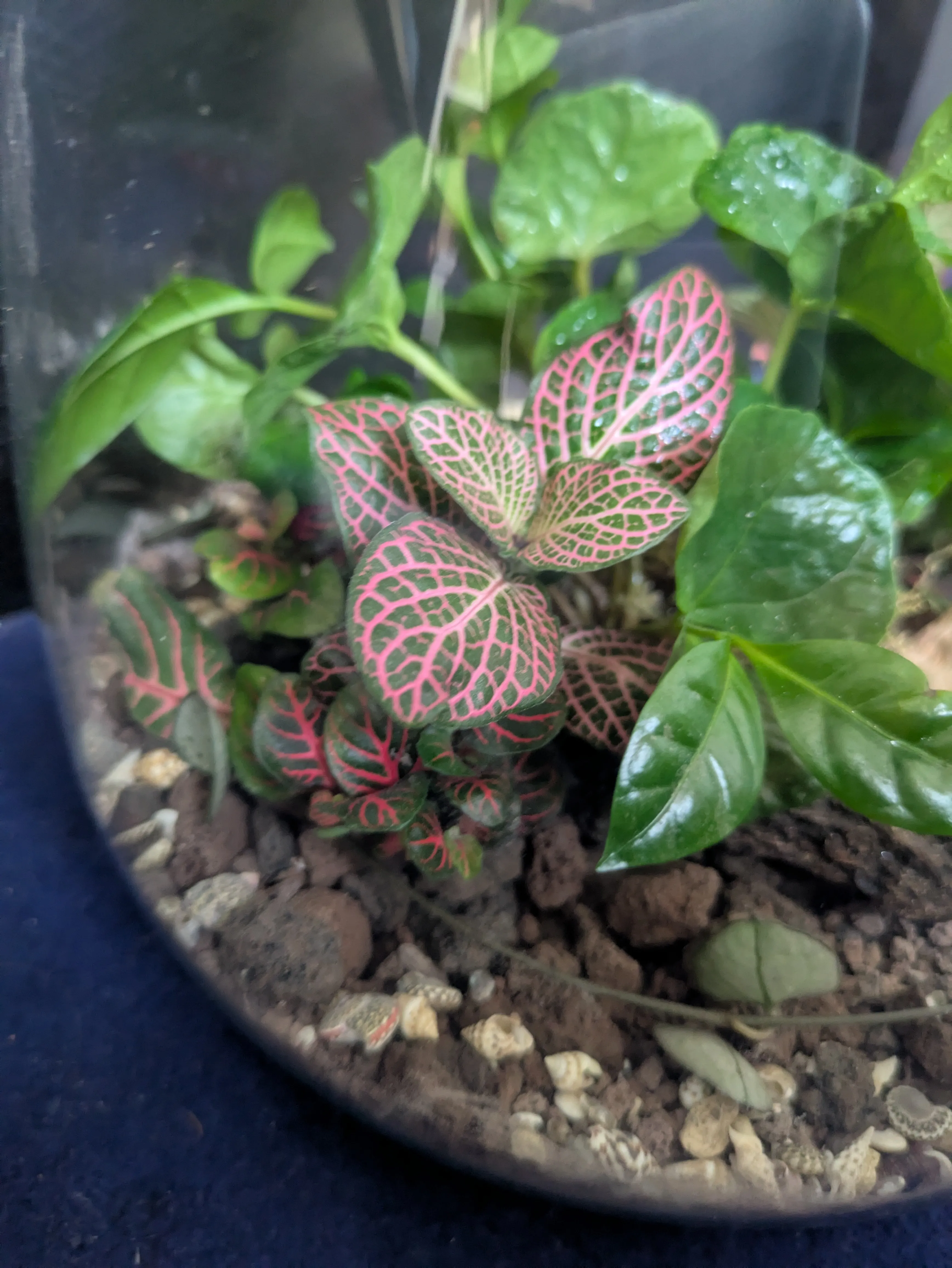Colorful leaves in a glass terrarium.