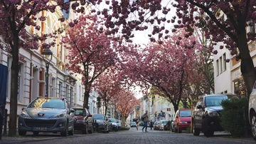 Kirschblütenbäume säumen eine Stadtstraße.