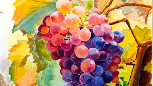 Colorful grapes hanging on vine with leaves.