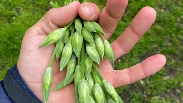 Hand hält grüne Pflanzenknospen im Freien.