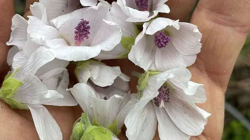 White flowers with purple centers in hand.