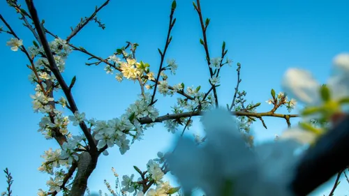 Blossoming tree branches under clear blue sky.