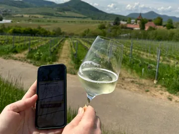 Person holding phone and wine glass in vineyard.
