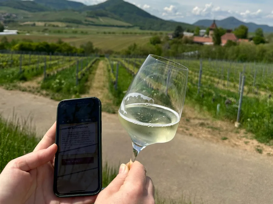 Person holding phone and wine glass in vineyard.