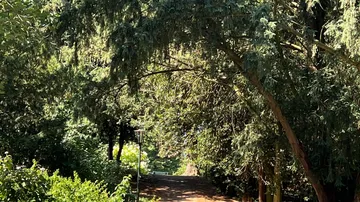 Pathway shaded by large arching trees.
