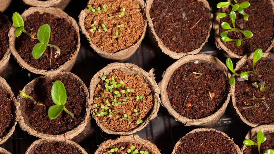 Seedlings growing in small biodegradable pots.