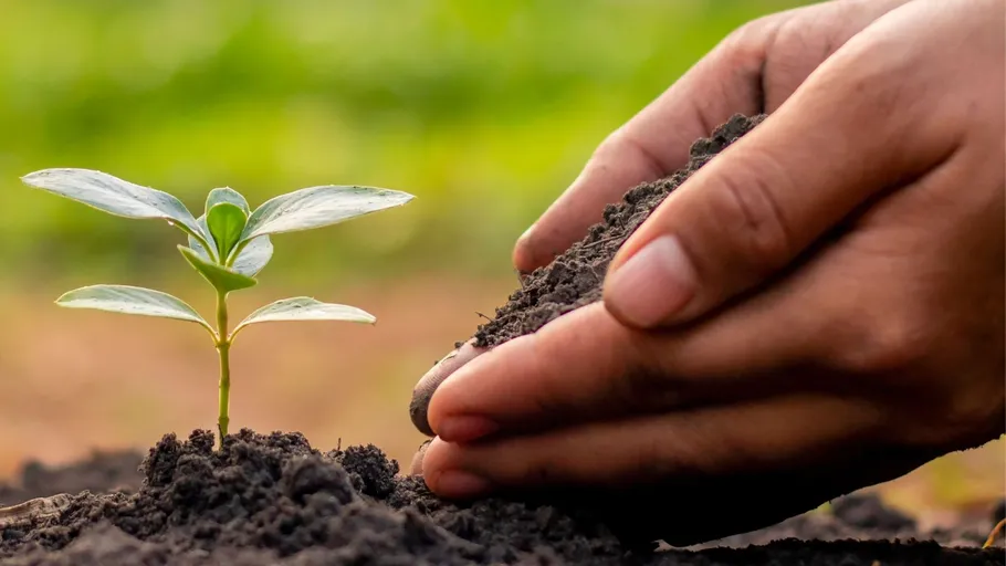 Hand nurturing small plant in soil outdoors.