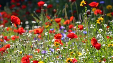 Bunte Wildblumen in einer sonnigen Wiese.