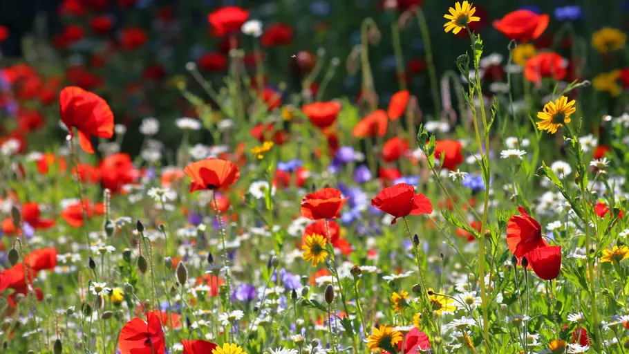 Colorful wildflowers in a sunny meadow.