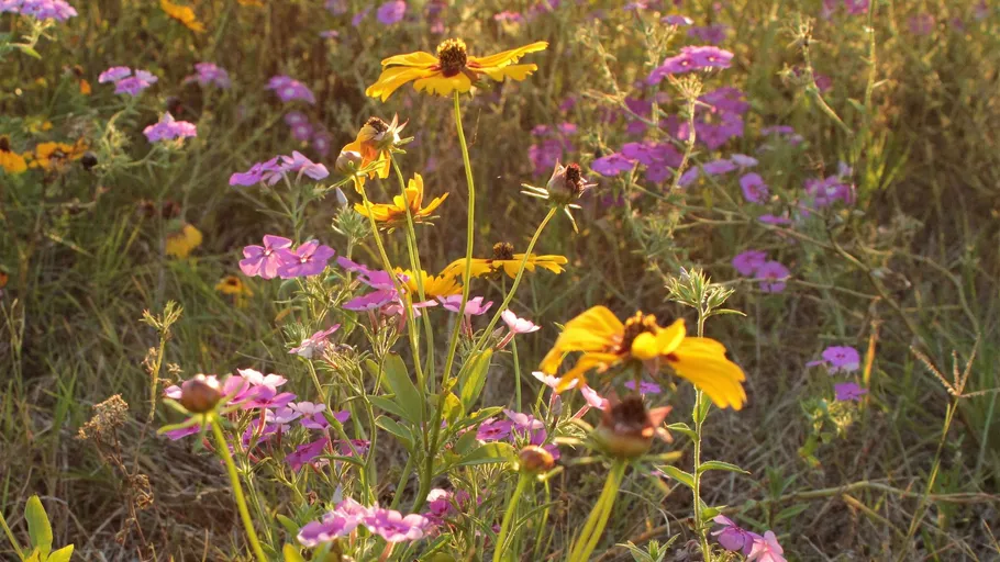 Wildflowers blooming in a sunlit meadow.