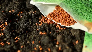 Seeds spilling from packet onto soil surface.