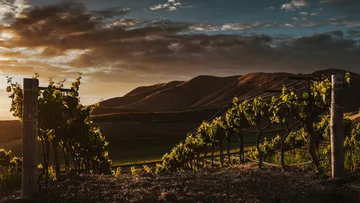 Vineyard at sunset with rolling hills.