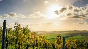 Weinberg mit Reben unter sonnigem Himmel.